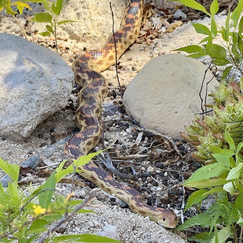 Cape Gopher Snake
