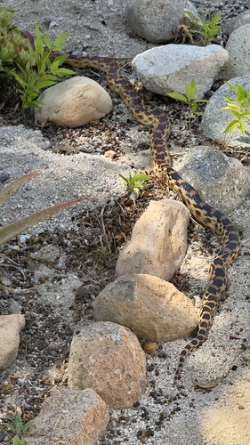 Cape Gopher Snake