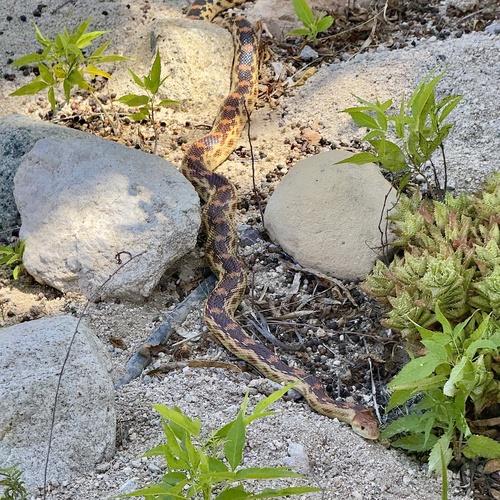 Cape Gopher Snake