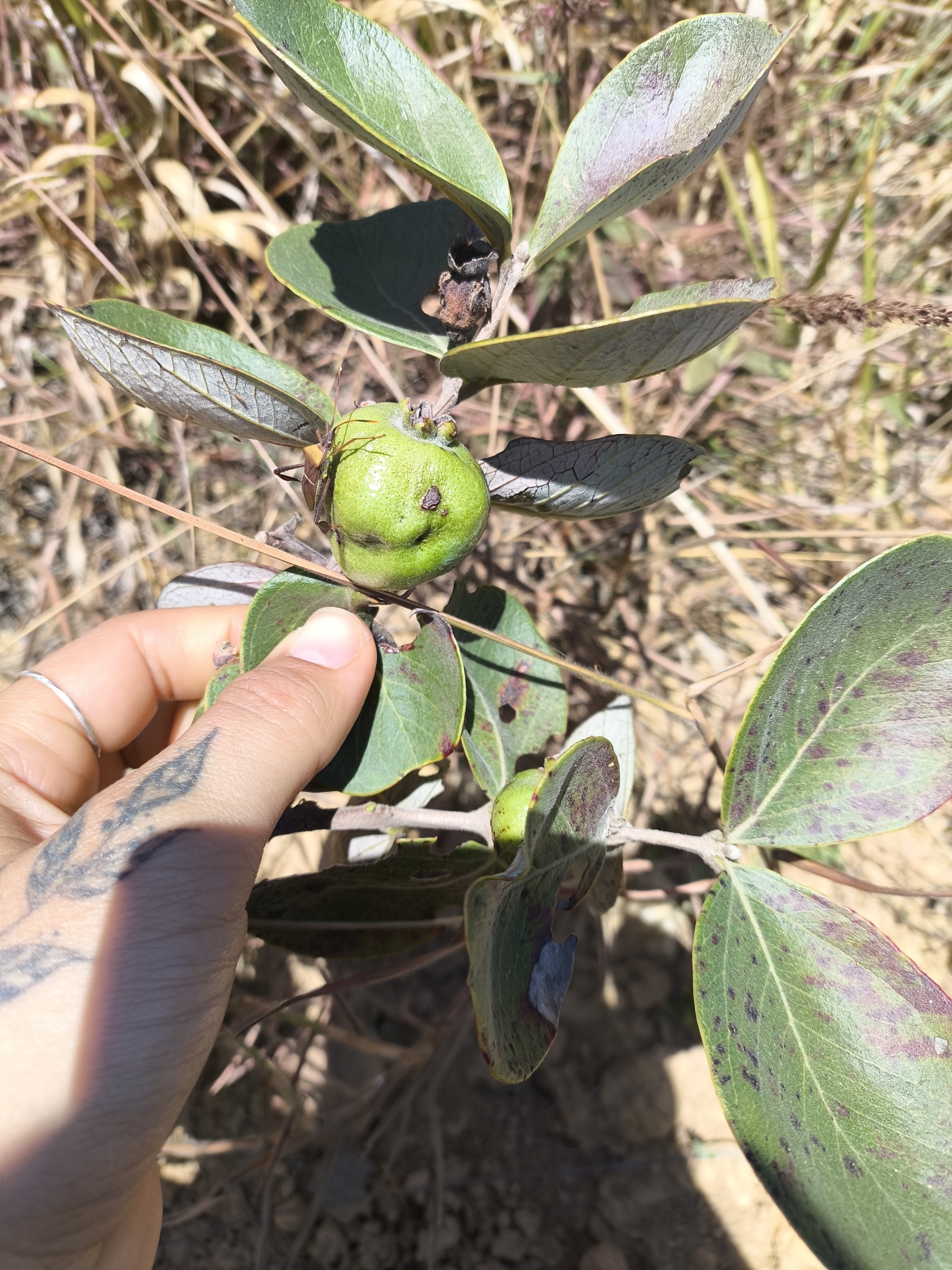 Psidium grandifolium