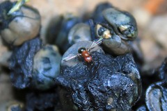 Mycetaulus bipunctatus