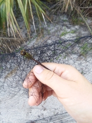 Triacanthagyna trifida