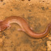 Tennessee Cave Salamander - Photo (c) Saunders Drukker, some rights reserved (CC BY-NC), uploaded by Saunders Drukker