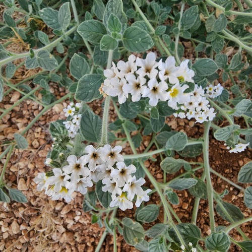 hairy heliotrope
