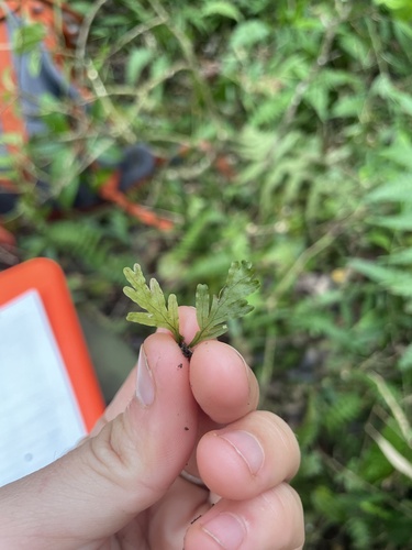Crepidomanes draytonianum observed 2025-07-17