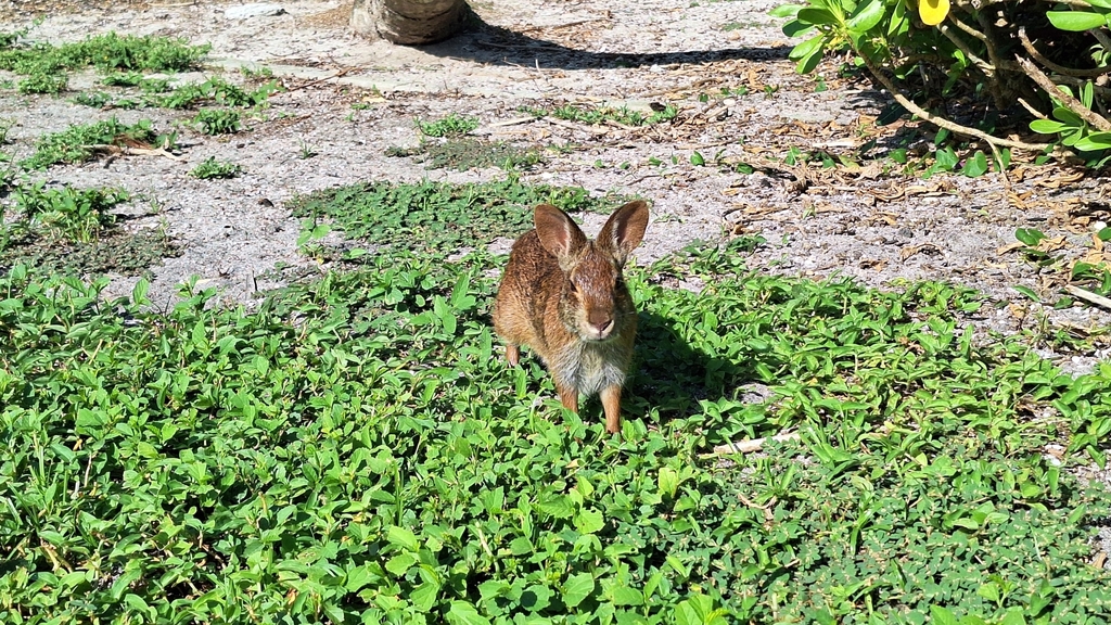 Florida Rabbit Marsh Rabbit from Mango Rd and Ocean Dr, Vero Beach, FL 32963, USA on ...