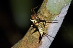 Micrathena acuta