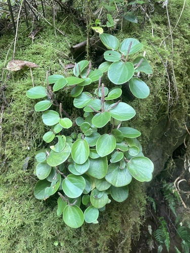 Peperomia latifolia observed 2025-07-16