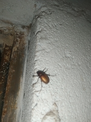 Coleoptera