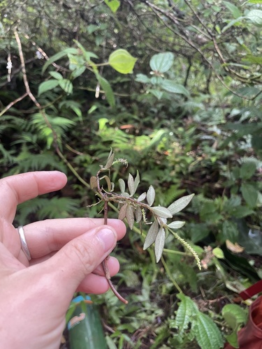 Peperomia kokeana observed 2025-07-15