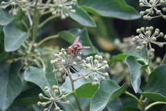Vespa crabro