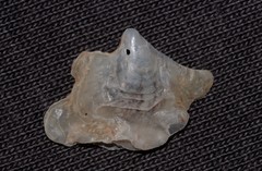 Malleus regula