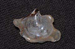 Malleus regula