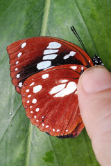 Charaxes madagascariensis