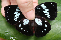 Charaxes madagascariensis