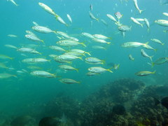 Trachurus novaezelandiae