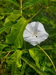 Convolvulaceae
