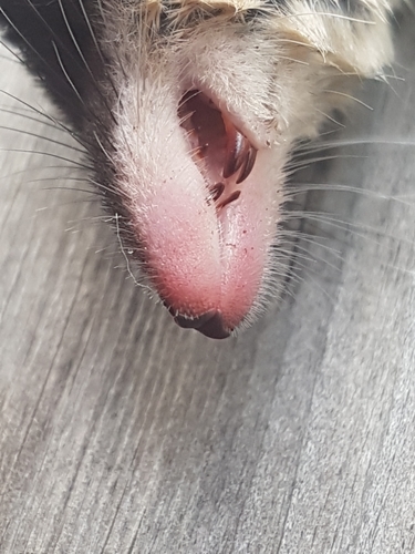 Eurasian Water Shrew