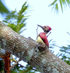 Chrysocolaptes haematribon
