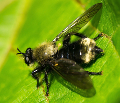 Laphria divisor