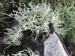 Ramalina cuspidata
