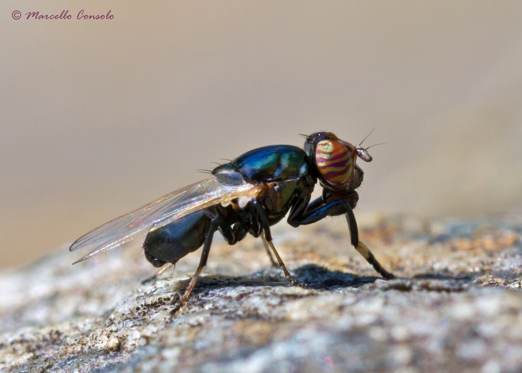 Physiphora