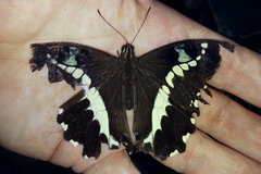 Papilio delalandei