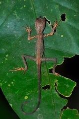 Aphaniotis ornata