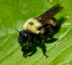 Laphria thoracica