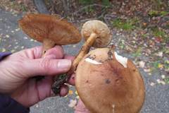 Tricholoma transmutans