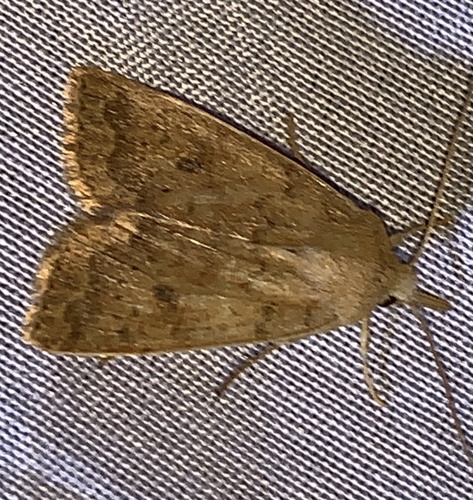 Bicolored Sallow