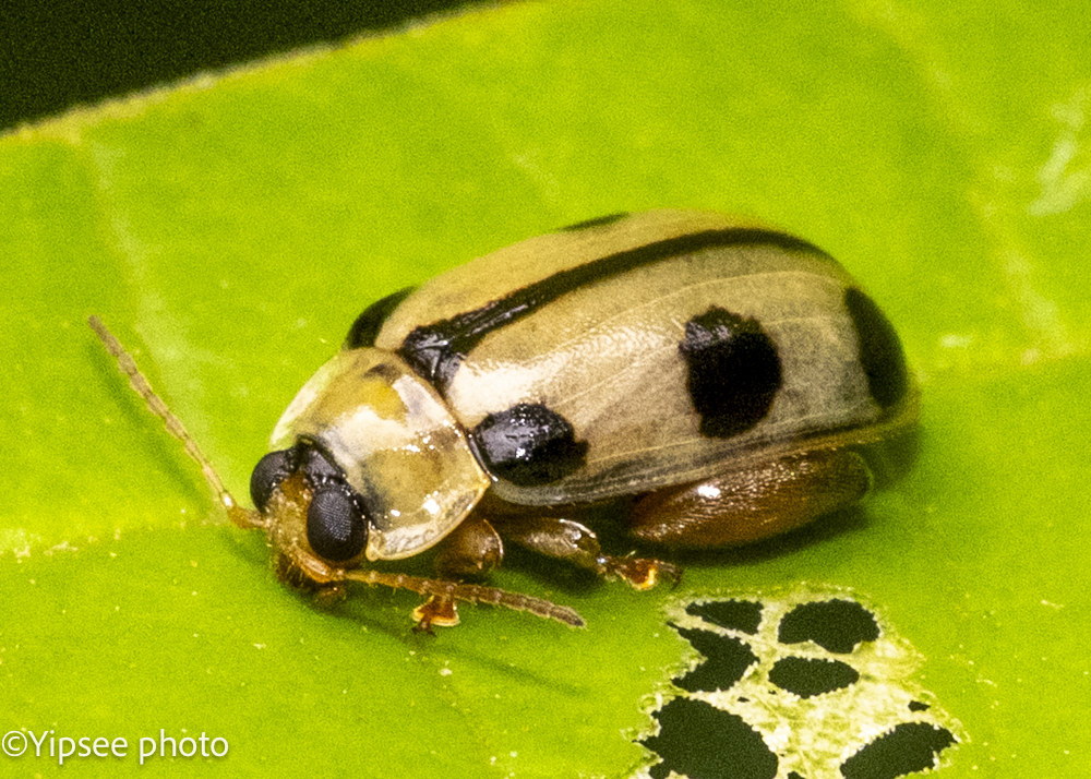 Philopona mouhoti