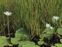 Nymphaea elegans