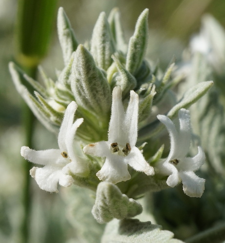 Horehound (Marrubium peregrinum)