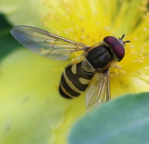 Eastern Flower Fly