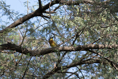 Malaconotus blanchoti