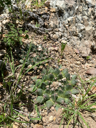 Mammillaria roseoalba