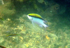 Chromis nitida