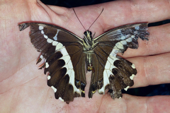 Papilio delalandei