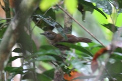 Illadopsis fulvescens