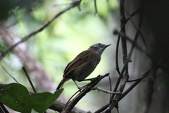 Illadopsis fulvescens