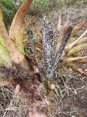 Tillandsia brenneri