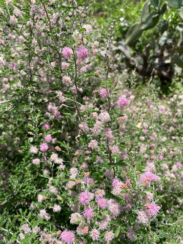 Catclaw (Mimosa monancistra)
