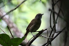 Illadopsis fulvescens