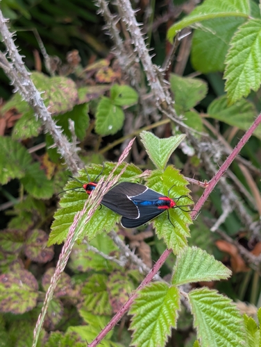 White-margined Ctenucha Moth photo 5