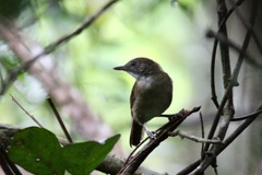 Illadopsis fulvescens