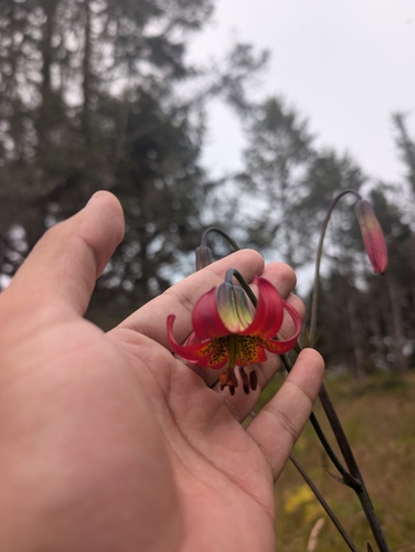 Eureka lily