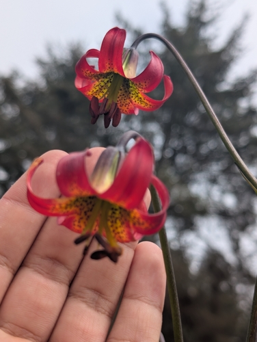 Lilium occidentale, photograph 2