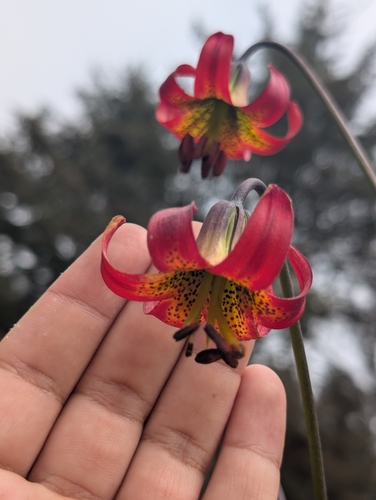 Lilium occidentale, photograph 3
