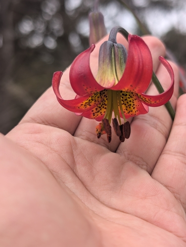 Lilium occidentale, photograph 4